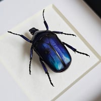 Image 2 of Framed - Blue Flammea Flower Beetle