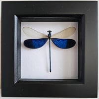 Framed - Stream Glory Damselfly 