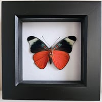 Framed - Prola Beauty Butterfly I