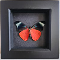 Framed - Prola Beauty Butterfly