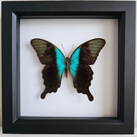 Framed - Peranthus Swallowtail Butterfly