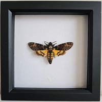 Framed - Death's-Head Hawkmoth