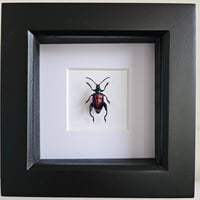 Image 1 of Framed - Buqueti Frog-Legged Beetle