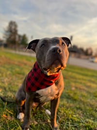 Plaid Bandana