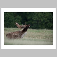 Majestic Deer Calling Out