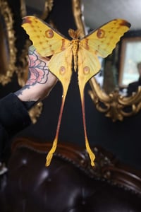 Image 1 of Comet Moth (Unspread/Folded)