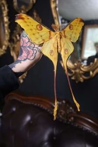 Image 3 of Comet Moth (Unspread/Folded)