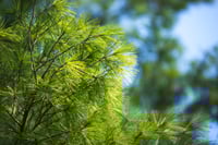 Image 2 of Pine Essential Oil 
