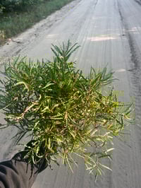 Image 3 of Kepāhemanan-pemēh 1oz