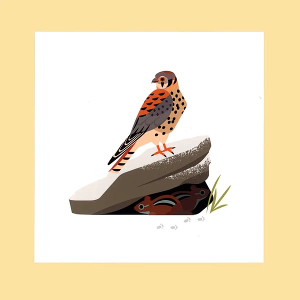 Image of American Kestrel Postcard Print