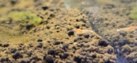 Image 4 of Peach Steel Caridina