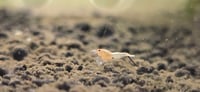 Image 3 of Peach Steel Caridina