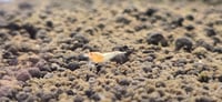 Image 5 of Peach Steel Caridina
