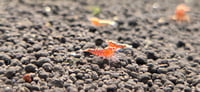 Image 3 of Red galaxy/fishbone mix Caridina Shrimp