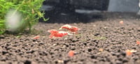 Image 1 of Red galaxy/fishbone mix Caridina Shrimp