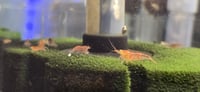 Image 1 of Orange Eye Red Lilly Tiger Caridina Shrimp