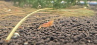 Image 2 of Orange Eye Red Lilly Tiger Caridina Shrimp