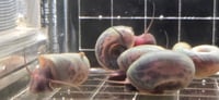 Image 2 of Blue Silver Rams Horn Snail