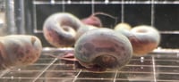 Image 1 of Blue Silver Rams Horn Snail