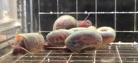 Image 3 of Blue Silver Rams Horn Snail
