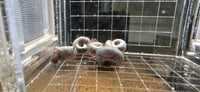 Image 5 of Blue Silver Rams Horn Snail