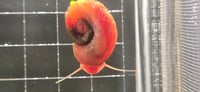 Image 2 of Red Ramshorn Snail