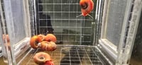 Image 3 of Red Ramshorn Snail