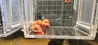 Image 4 of Red Ramshorn Snail