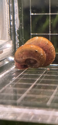 Image 1 of Brown Rams Horn Snail