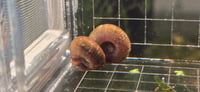 Image 3 of Brown Rams Horn Snail