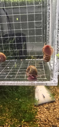 Image 2 of Brown Rams Horn Snail