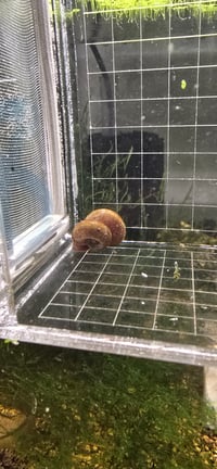 Image 4 of Brown Rams Horn Snail