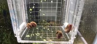 Image 5 of Brown Rams Horn Snail