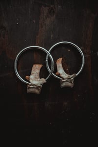 Image 2 of Bone hoops medium for stretched ears 