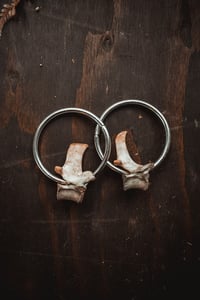 Image 3 of Bone hoops medium for stretched ears 