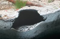 Image 2 of 3D Shrimp cave