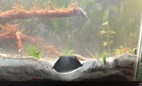 Image 4 of 3D Shrimp cave