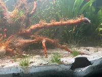 Image 3 of 3D Shrimp cave