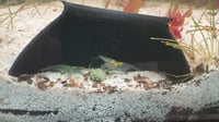 Image 1 of 3D Shrimp cave
