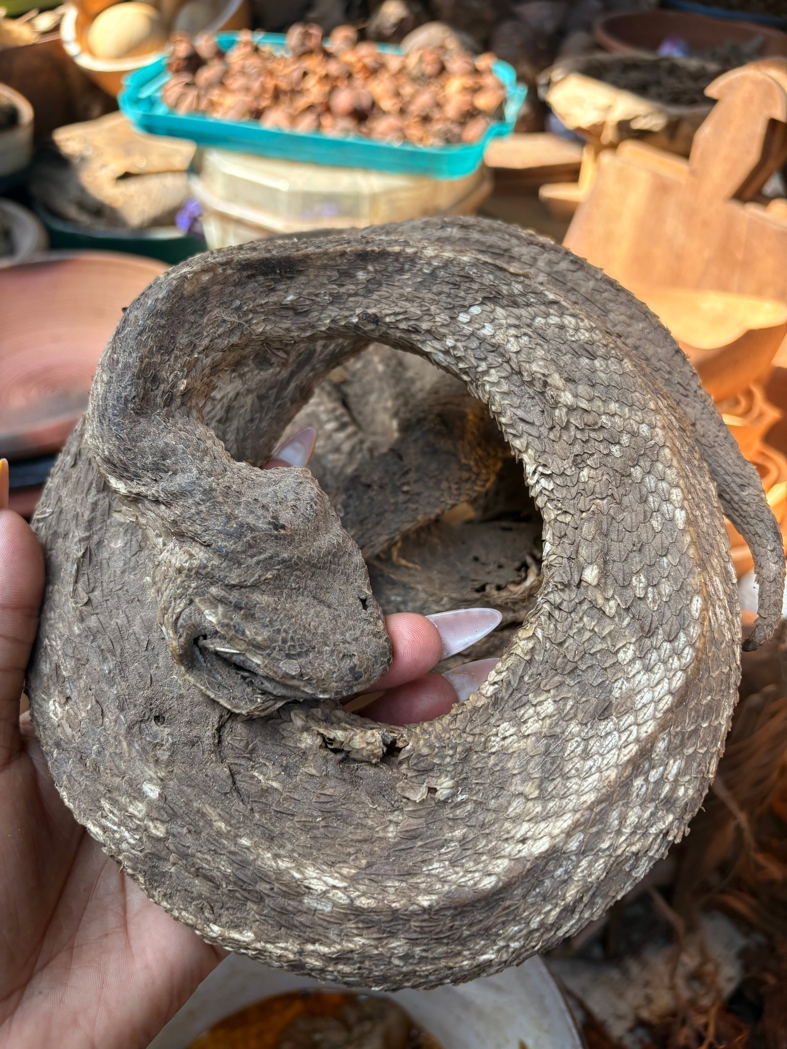 Image of Dried Poisionous Snake (choice of Viper or Cobra)