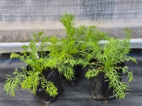 Image 2 of German Chamomile ( Matricaria Chamomile ) PB 3/4 