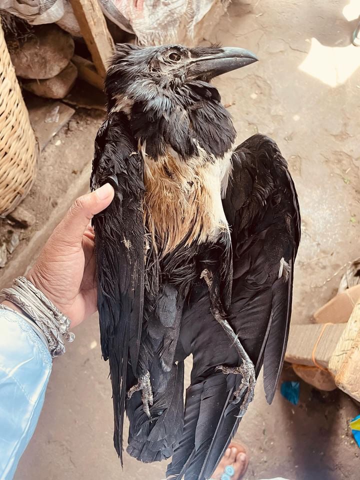 Image of Dried Whole Crow