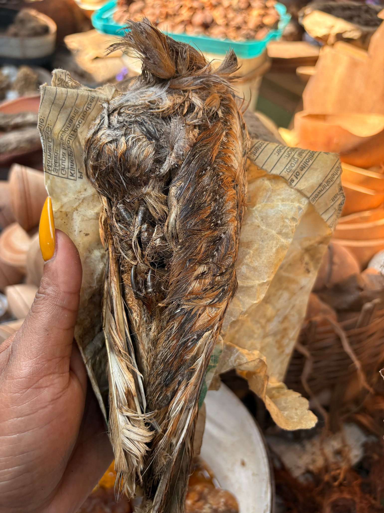 Image of Dried Whole Owl