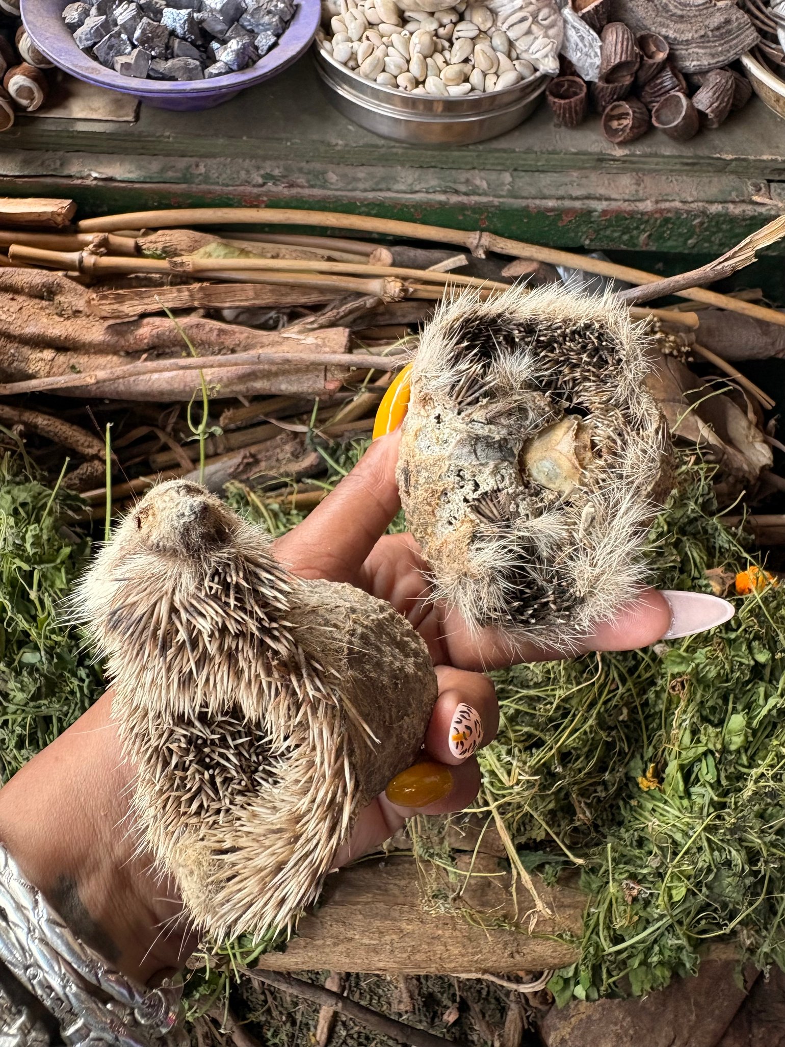 Image of Dried Whole Porcupine