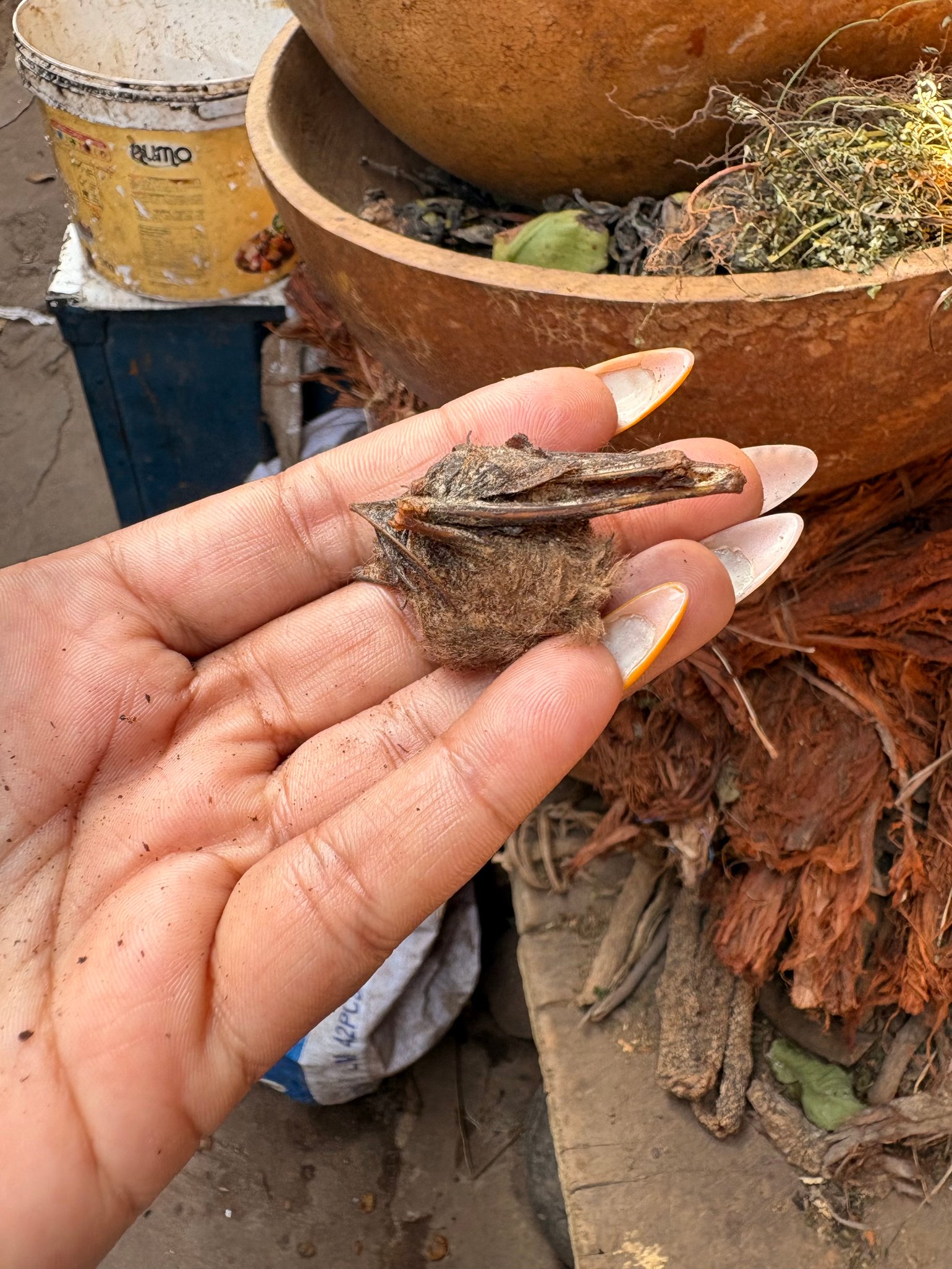 Image of Dried Whole Bat