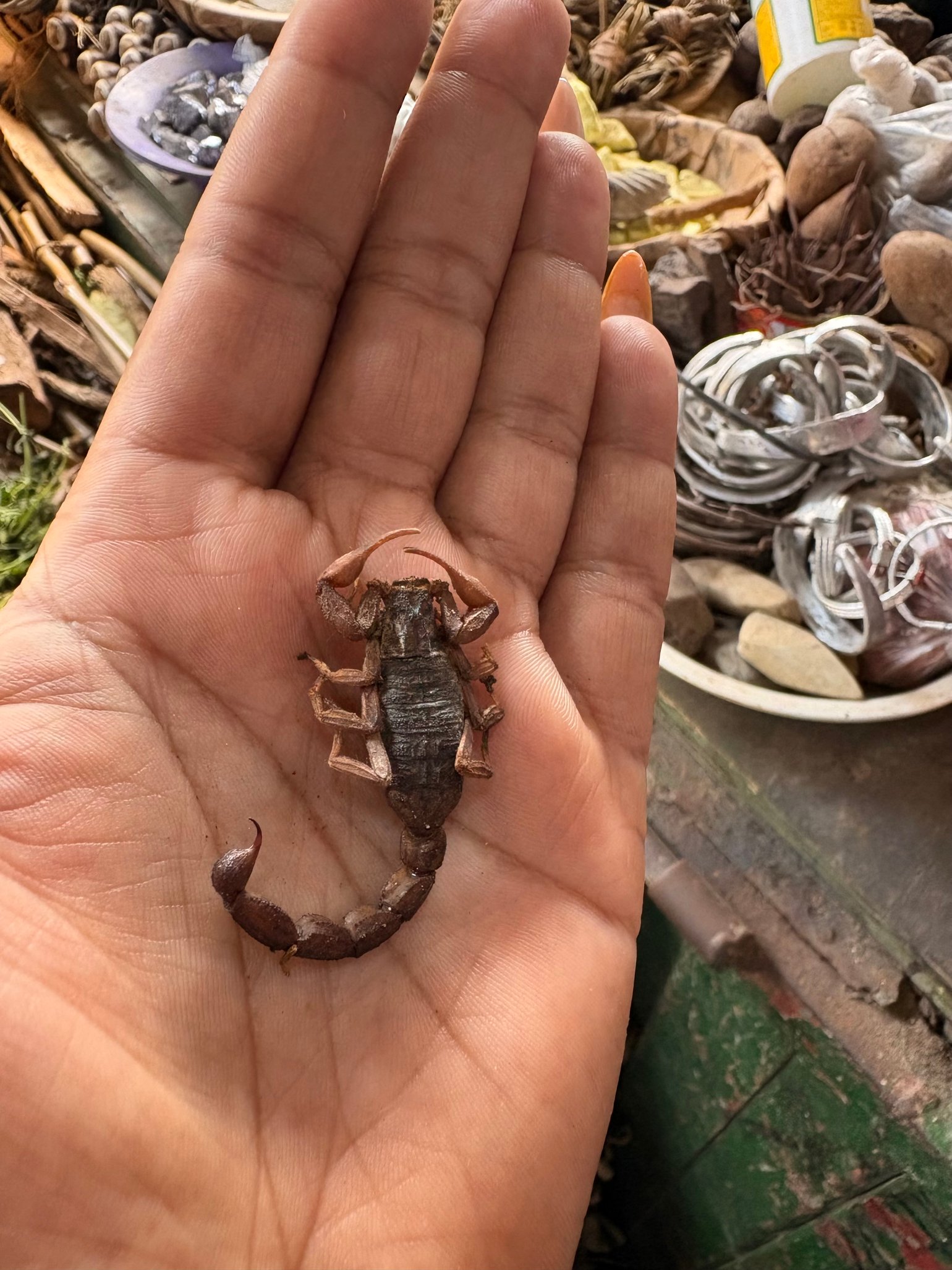 Image of Dried Whole Scorpion