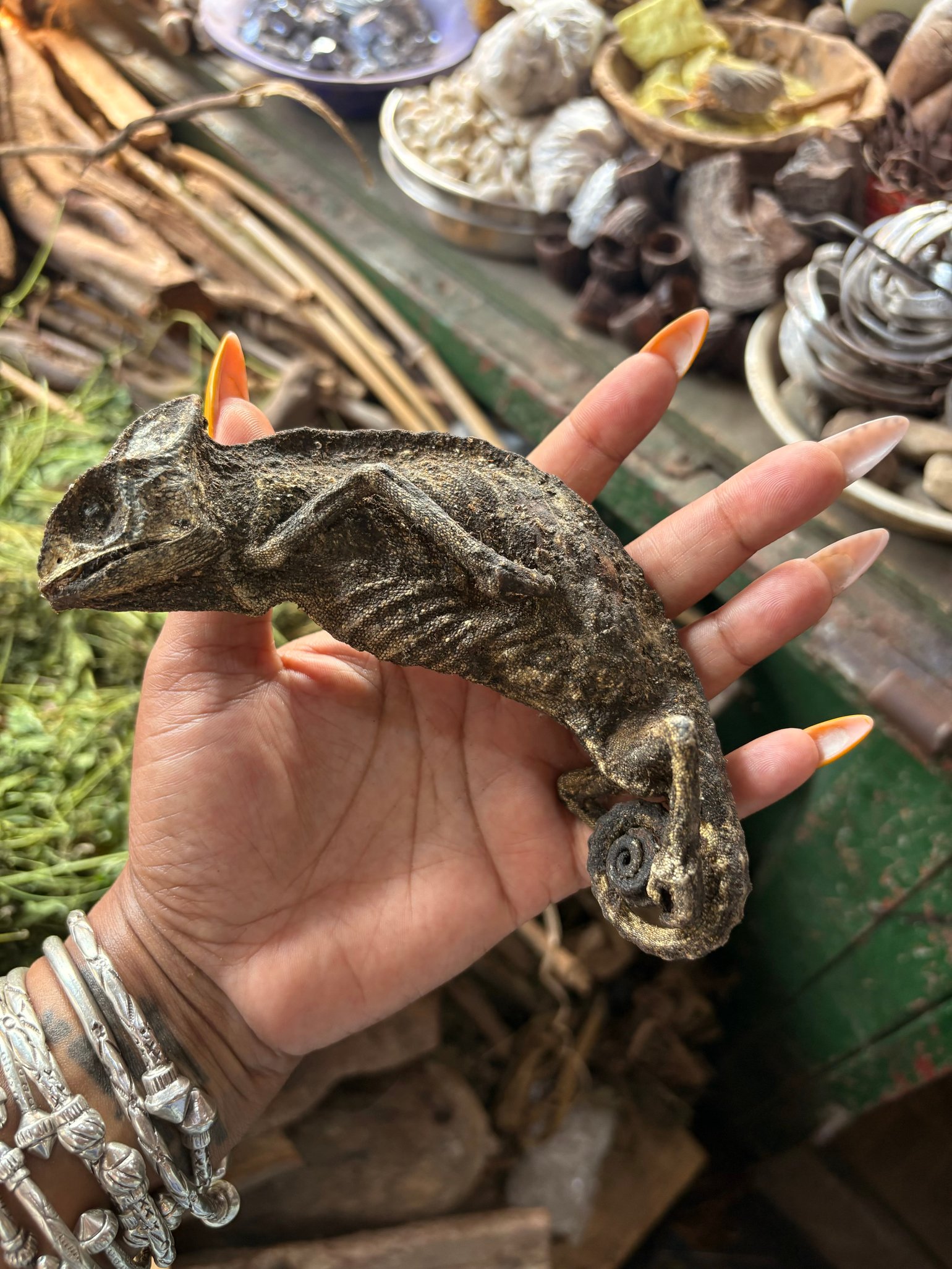 Image of Dried Whole Chameleon