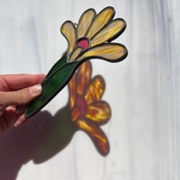 Image 7 of Desert Blooms 