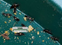 Image 3 of Rove Beetle Food - For Culturing And Sustaining