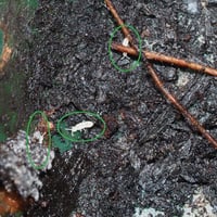 Image 4 of Springtail Food - For Culturing And Sustaining